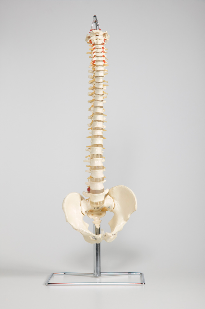 Chiropractic skeleton